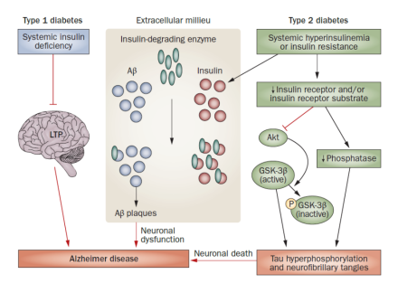 Altered insulin signaling in diabetes might contribute to Alzheimer disease pathophysiology. In type 1 diabetes insulin deficiency attenuates LTP and might lead to deficits in spatial learning and memory.