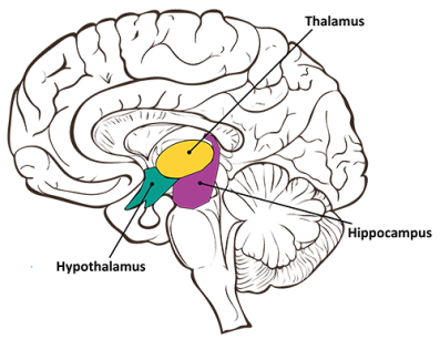 Section cut of brain. Showing Thalamus, hypothalamus and hippocampus in different colors with tags.