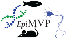 Epilepsy Multiplatform Variant Prediction (EpiMVP) Center Without Walls logo