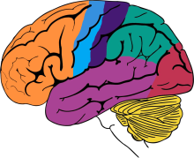 Brain Basics: Know Your Brain colored sectioned brain (no labels)