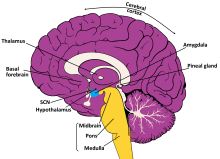 Brain graphic showing the anatomy of sleep