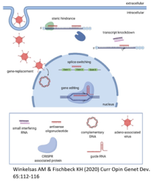 diagram of sequence based targeting of genes