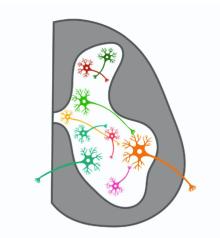 Cell types found in the spinal cord