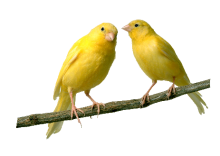 two canaries sitting on a branch
