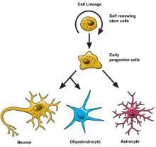 Cell lineage: self-renewing stem cells become early progenitor cells, then become neurons, oligodendrocytes, and astrocytes