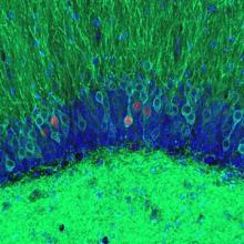 A picture of blue, green, and red neurons from mouse hippocampus, visualized under the microscope and using viral technology and optogenetics.