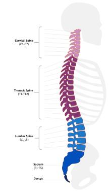 Illustration showing the Cervical spine with nerves C1-C8 at the top of the spine, followed by the thoracic spine with nerves T1-t12, then the lumbar spine, nerves  L1-L5, and at the bottom of the spine the sacrum (S1-S5) and the coccyx