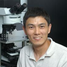 Ling-Gang Wu, Ph.D.