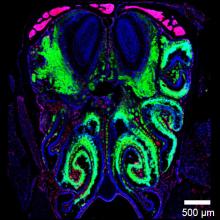 Fluorescent image of mouse nasal passages infected with virus