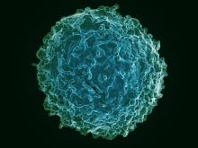 Image of a human B cell