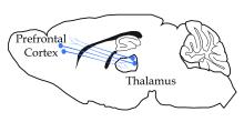 Cartoon of brain circuit that may help holds thoughts in mind