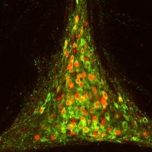 Cells in the brain’s thirst center that control fluid drinking.
