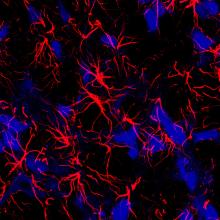 Star-shaped brain cells shown to aid breathing, NIH study suggests.