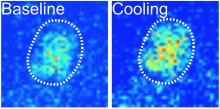 cooler temperatures stimulate the fly circadian clock