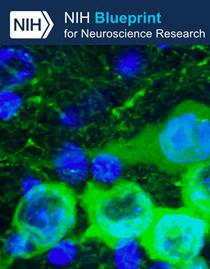 Neuroscience Blueprint website screenshot