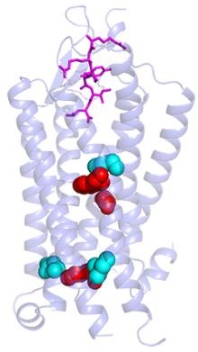 image of a neuropeptide hormone activating a G protein-coupled receptor