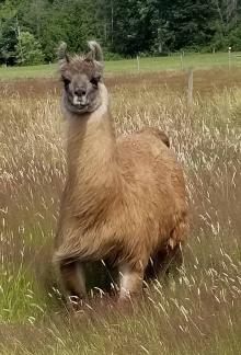 Picture of Cormac the llama standing in field.