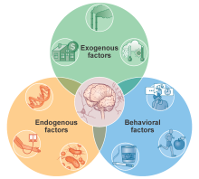 Graphical representation of exogenous, endogenous, and behavioral factors that influence neural systems and neural health outcomes.