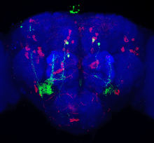 Image of a fruit fly brain circuit that controls nutrient-specific hunger