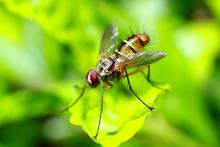 Fruit fly