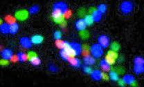 Neruons in the worm nervous system