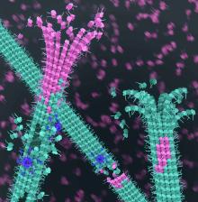 Picture of microtubules being strengthened and repaired by spastin
