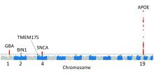 Picture of genes found to play role in Lewy body dementia. Band of alternating grey and blue patches lined up from left to right. Each patch represents a chromosome. Numbers 1, 2, 4, & 19 are listed below the band denoting the chromosomes where each gene