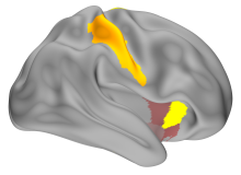 Grey side view of a brain. Yellow and brown patches indicate sites of memory replay.