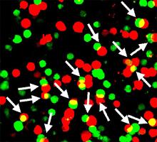 Picture of Shisa7 proteins in green and GABA type A neurotransmitter receptor proteins in red. White arrows and yellow spots represent clustering of the two proteins.