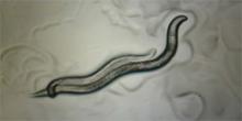 image of two worms intertwined
