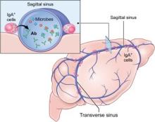 Diagram showing immune cells residing near the venous sinuses of the brain