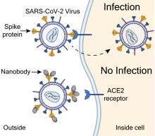 Cartoon depicting how nanobodies can prevent SARS-CoV-2 infections. Viruses are depicted as spikey circles. Spike proteins are yellow. Nanobodies are grey. ACE2 receptors are blue. Inside of cell is yellow. Outside of cell is clear. Cell membrane is a cur