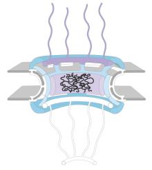 cartoon of the nuclear pore missing key proteins
