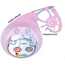 oligodendrocyte wrapping around axon and providing SIRT to boost ATP levels