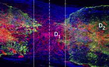 axons regrowing through the damaged spinal cord