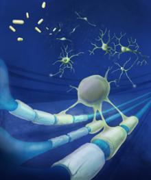 An artist’s representation of the study. Scientists found that certain drugs were able to promote remyelination in mouse models of multiple sclerosis