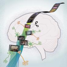 cartoon showing a film strip passing through the brain with individual frames clipped out as memories