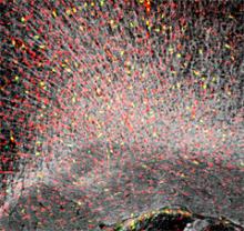 microscopic image of neuronal firing patterns