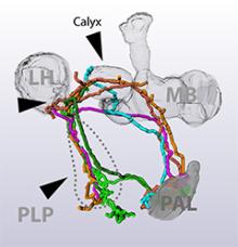 image of temperature-taking brain circuits