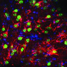 Ventral midline thalamus in mice brain cells. Activated brain cells are shown in green.