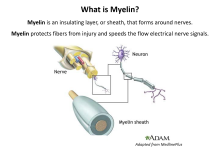 Description of Myelin