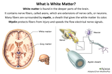 Description of brains white matter