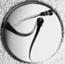 A zebrafish model of Dravet syndrome, a severe form of pediatric epilepsy, may help scientists quickly find drugs for the devastating disease. 