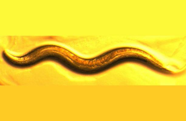 Novel mechanism in neuronal response to toxic stress.