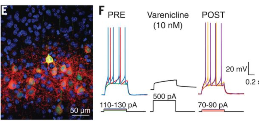 Fluorescent image of mouse cortical neurons expressing the varenicline receptor PSAM4-GlyR (EGFP; green) with intact cell surface (red) (left). Varenicline (10nM) suppressed the firing of these neurons in vitro (right).