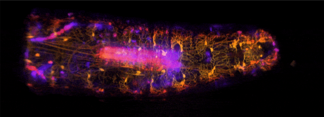 High-speed, volumetric SCAPE microscopy was used to capture the activity of proprioceptive neurons inside freely moving Drosophila larvae. The high-resolution imaging approach allowed researchers to view a continuum of sensory feedback from proprioceptive neurons during forward crawling and exploratory head movements. Central structure (in pink) is the larva’s ventral nerve cord.