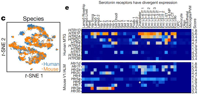 (left panel) A visualization of human (blue) and mouse  (orange) inhibitory neuron clusters, demonstrating a surprising degree of conservation across species. (right panel) Divergent cell-type expression is shown through expression of serotonin receptors across human (top) and mouse (bottom). 