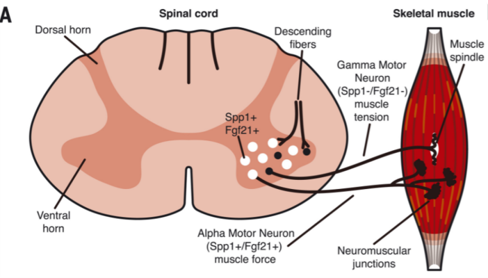 NIH-funded mouse study shows blocking stress response could slow axonal peripheral neuropathies disease progression