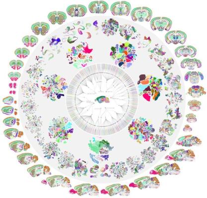 A circular "mandala" type diagram that starts with a whole mouse brain in the center and expands out to multi-colored cell-type clusters. The circle is bordered by multicolored coronal and sagittal flat brain sections where the colors represent different types of RNA.