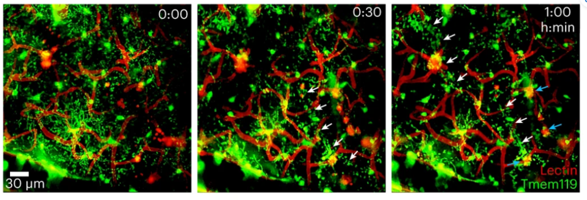 Three microscopy images shown from right to left: Time = 0,  time = 30 minutes and time = 1 hour. The middle image has five white arrows. The right image has six white arrows and three cyan arrows.